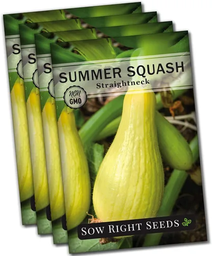 Sow Right Seeds - Semillas de calabaza amarilla de cuello recto para plantar - Paquete de reliquia sin OMG con instrucciones para plantar un huerto