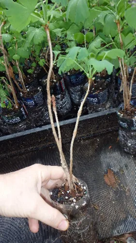 Miniatura 2 de 3 plántulas de Ginkgo Biloba 1 año Plantas, árbol más antiguo del mundo. Hoja dividida. Raíces envueltas
