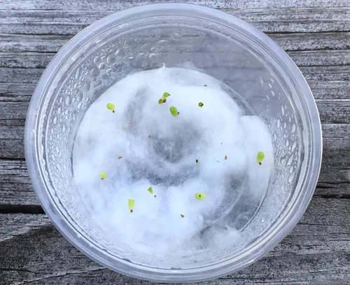 Miniatura 5 de Semillas suculentas exóticas raras y auténticas con garantía de germinación. Cosecha reciente con calidad premium. Mini plantas de piedra vivas