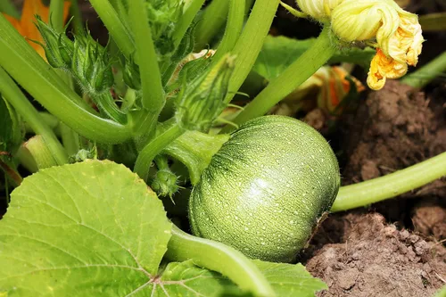 Miniatura 3 de 30 semillas redondas de calabacín para plantar, semillas tradicionales sin OMG, cultivadas en Estados Unidos en embalaje impermeable prémium