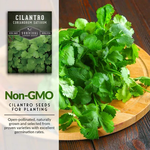 Miniatura 3 de Semillas de cilantro para plantar Hierba de cilantro sin OMG Cultivo de jardín interior y exterior Cosecha confiable de crecimiento rápido