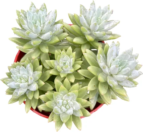 Miniatura 3 de Planta Suculenta Burrito Azul Sano Sedeveria para Interior - Plantas Suculentas Vivas - Totalmente Enraizada en Maceta de 4 Pulgadas - Suculentas