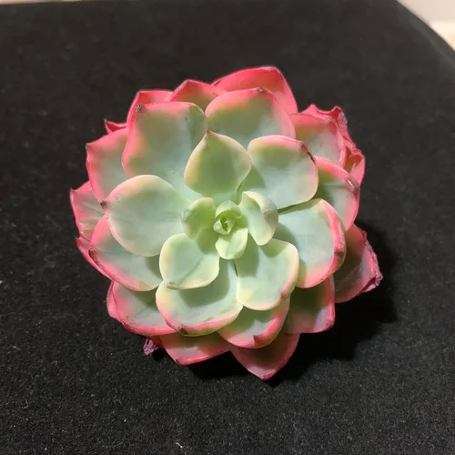 Miniatura 28 de Succulent Plants Live– Easy Care Bare Root Succulents for Indoor Outdoor Decor, Mini Live Plants for Home, Garden, Office, & Gift Ideas