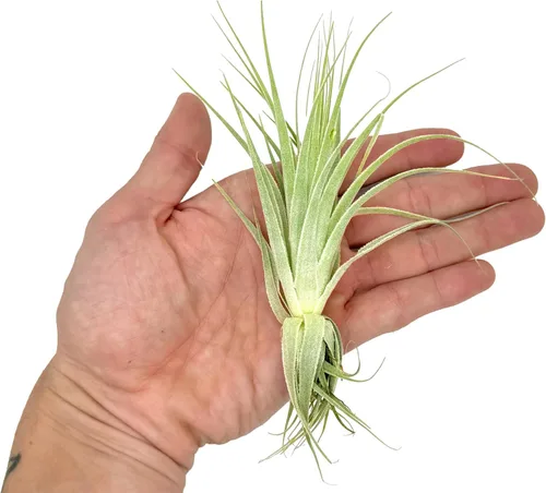 Miniatura 4 de Planta aérea viva - Tillandsia Gardneri 5-7" - ragnaroc Planta tropical de interior rara para coleccionistas - Llegada viva garantizada - Plantas