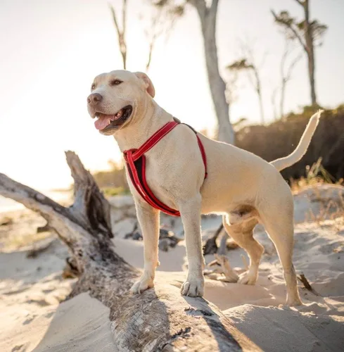 Miniatura 3 de EzyDog Arnés para perro sin tirones con placa en el pecho, arnés a prueba de escapes con costuras reflectantes y acolchado cómodo para paseos