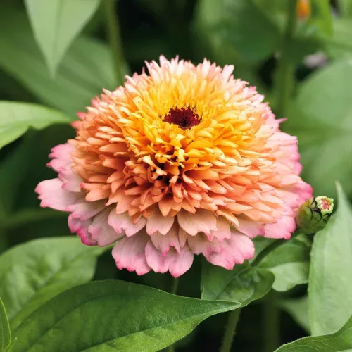 Miniatura 120 de Eden Brothers - Semillas de zinnia, cactus con flores, sin OMG, plantar en primavera, paquete, flores de bajo mantenimiento, zonas 3, 4, 5, 6, 7, 8