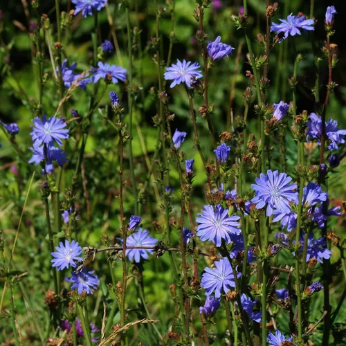Miniatura 3 de Achicoria (Cichorium intybus) - Paquete de 50 Semillas