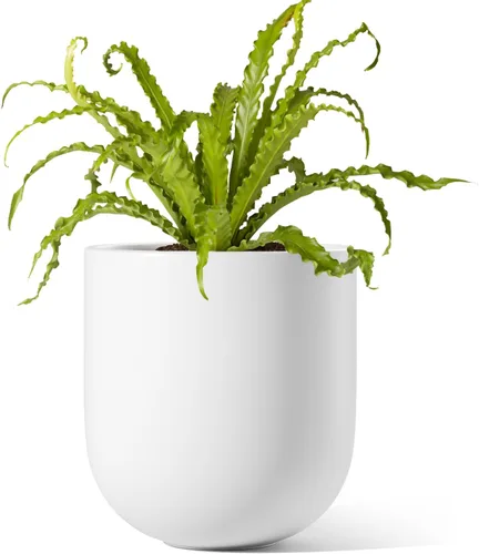 Miniatura 14 de LE TAUCI Maceta para plantas de 10 pulgadas, macetas de cerámica para plantas con orificio de drenaje y tapón de goma, macetas para plantas