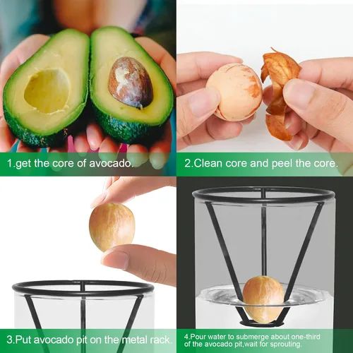Miniatura 3 de Kits de cultivo de árboles de aguacate con cepillo para botellas, figura de aguacate, base de bambú, jarrón de iniciación de semillas de aguacate