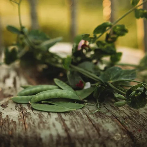 Miniatura 3 de Guisante de azúcar gris enano – 4 onzas a granel (~650 semillas) – Variedad de reliquia y polinizada abierta, fácil de cultivar y tolerante al frío