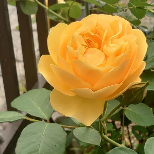 Miniatura 3 de Plantas vivas de rosas trepadoras, rosales listos para plantar, sin maceta, podados, bien enraizados, de 6 a 8 meses de edad (Fourth of July)