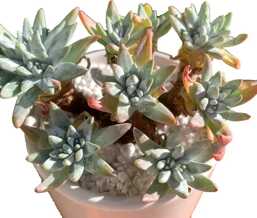 Dudleya Gnoma S.W.McCabe - Plantas suculentas vivas raras, más de 5 cabezas, tamaño de maceta de 3.4 pulgadas, planta viva rosa, excluye tierra de