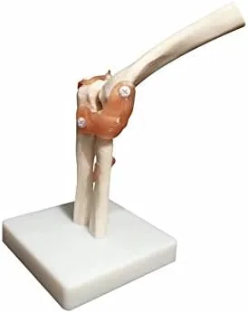 Miniatura 3 de BoNew Modelo anatómico de la articulación del codo de tamaño real Esqueleto - Anatomía médica humana