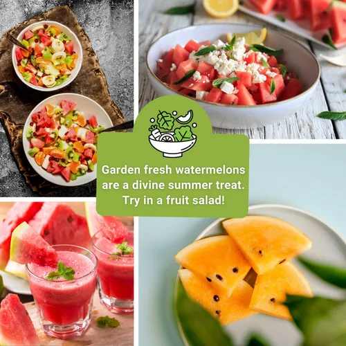 Miniatura 5 de Sow Right Seeds - Colección de semillas de frutas de sandía para plantar - Melones carmesí dulce, dulce dulce, dulce de azúcar, tierno y orangeglo