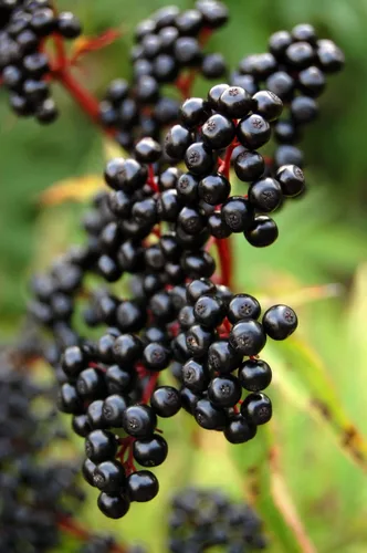 Miniatura 2 de Semillas de saúco americano – 250 semillas para plantar – Sambucus Canadensis – Semillas sin OMG, cultivadas y enviadas desde Iowa. Fabricado