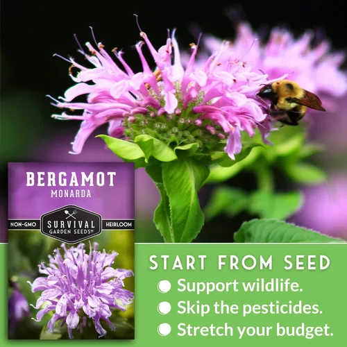 Miniatura 5 de Survival Garden Seeds - Semilla de hierba de bergamota (bálsamo de abeja) para plantar - 3 paquetes con instrucciones para plantar y cultivar flores