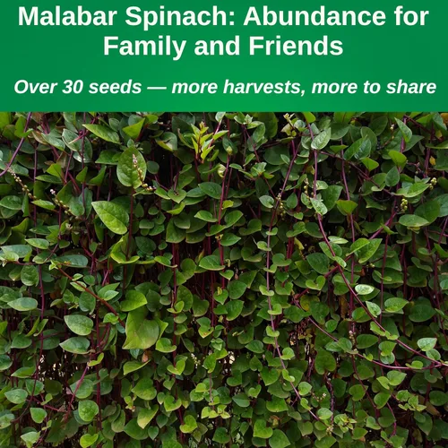 Miniatura 5 de TKE Farms & Gardens - Semillas de espinaca malabar roja para plantar, espinaca trepadora sin OMG, semillas nutritivas de vegetales asiáticos, 30