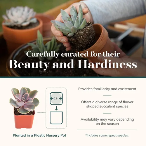 Miniatura 2 de Shop Succulents Echeveria y Rosette, paquete de suculentas vivas variadas - Plantas en maceta de 2 pulgadas totalmente enraizadas para regalos