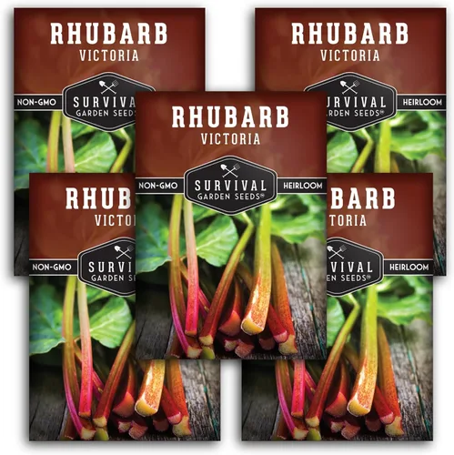 Miniatura 12 de Victoria - Semillas de ruibarbo para plantar, vegetal perenne tradicional con tallos rojos agrios, plantas resistentes al frío para jardines