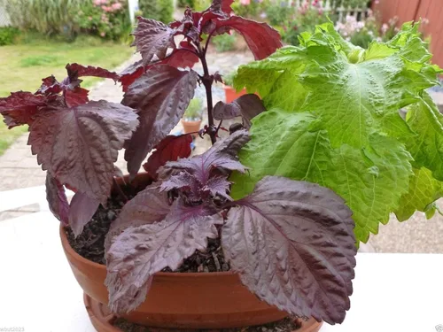 Miniatura 2 de 1000 semillas de perilla, hoja roja Shiso (Perilla Frutescens) Hierba fácil de cultivar