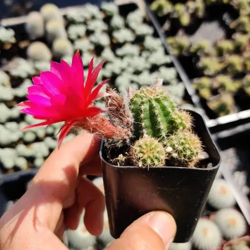 Miniatura 19 de Plantas de cactus suculentas vivas de USKC (maceta de 2 pulgadas) (Adromischus Maculatus)