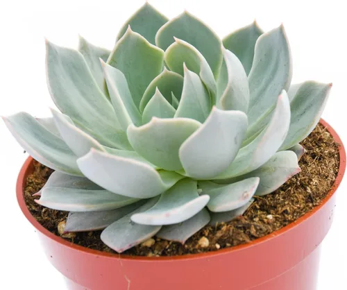 Miniatura 2 de Planta suculenta Echeveria viva - Suculenta Echeveria de 4 pulgadas (Echeveria Branco)