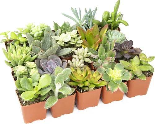 Miniatura 7 de Plants for Pets Plantas de interior fáciles de cultivar (paquete de 12) y plantas suculentas vivas Altman (paquete de 20) - Plantas