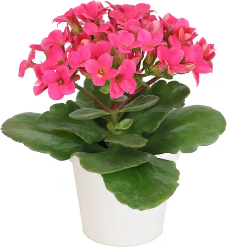 Plants for Pets - Plantas de Kalanchoe suculentas vivas en maceta blanca, plantas suculentas vivas, plantas suculentas vivas para interiores,
