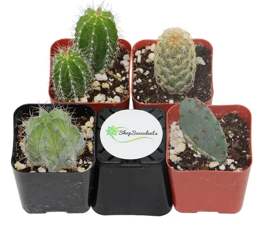 Miniatura 4 de Shop Succulents Colección Cool Cactus de plantas suculentas vivas, paquete variado seleccionado a mano de cactus Colección de 4