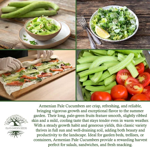 Miniatura 6 de Isla's Garden Seeds - Semillas de pepino verde pálido armenio (Cucumis sativus) – Más de 100 semillas tradicionales y sin OMG para plantar, pepinos