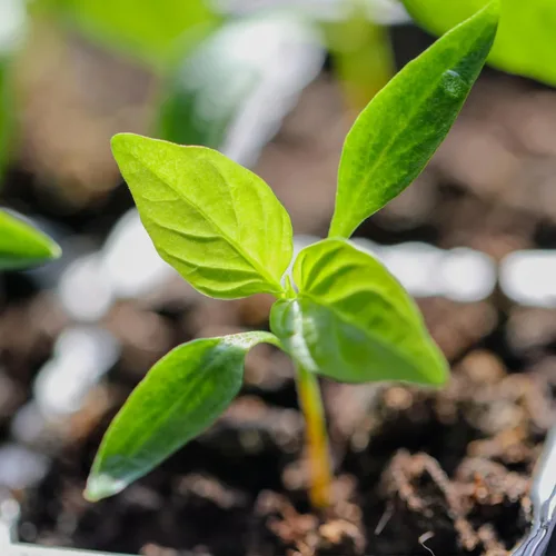Miniatura 5 de Seed Needs Semillas de pimiento arcoíris para plantar pimientos suaves, semillas de verduras sin OMG y sin tratar para plantar un huerto al aire