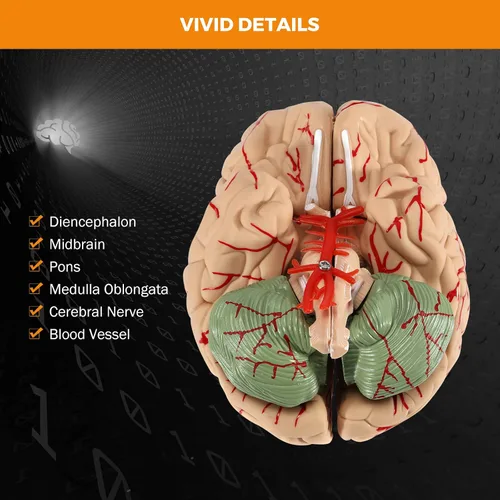 Miniatura 5 de BEAMNOVA Modelo de cerebro humano con vasos, modelo de anatomía de tamaño real de 8 partes desmontable con imanes, herramienta de enseñanza