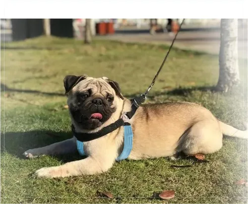 Miniatura 4 de Almohadilla de arnés para perro, acolchado suave para mayor comodidad y versatilidad en el ajuste
