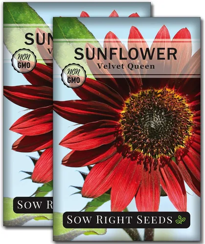 Sow Right Seeds - Semillas de girasol Velvet Queen para plantar - Cultiva girasoles gigantes al aire libre en tu jardín - Paquete de reliquia sin