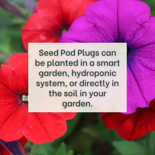 Miniatura 2 de White Petunia - Tapones completos de semillas con alimento vegetal - 10 cápsulas para jardines hidropónicos, clic y cultivo, cultivo de lechuga