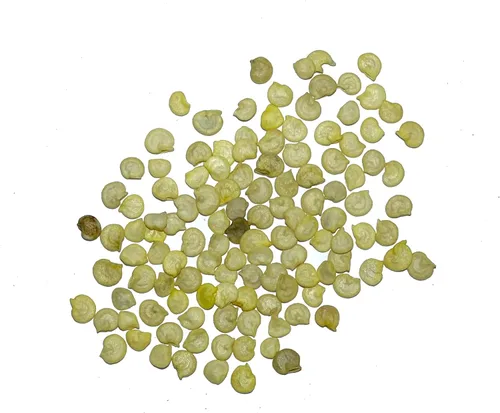 Miniatura 4 de Seed Needs Semillas de pimiento arcoíris para plantar pimientos suaves, semillas de verduras sin OMG y sin tratar para plantar un huerto al aire