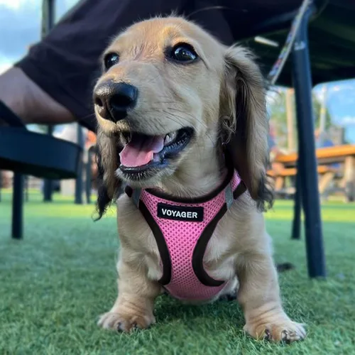 Miniatura 7 de Best Pet Supplies - Arnés de malla para perros, apto para todo tipo de clima; arnés tipo chaleco fácil de poner, para perros pequeños y medianos.