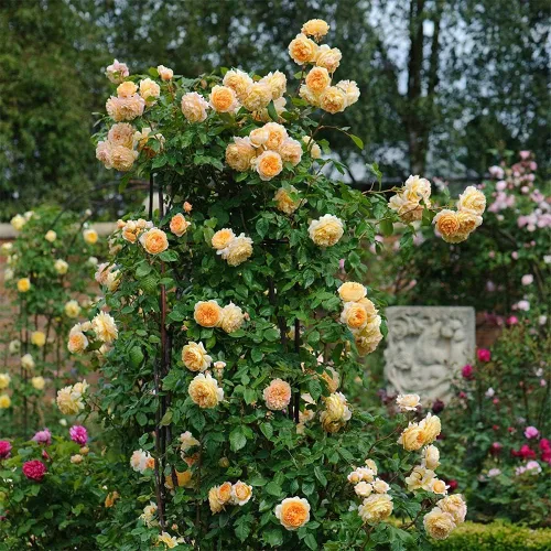 Miniatura 3 de Rosas trepadoras inglesas de reliquia, planta de raíz propia viva para jardín al aire libre, Crown Princess Margareta®, muy fragantes, zonas