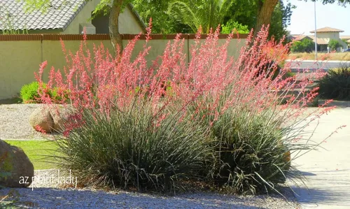 Miniatura 2 de Red Yucca - Planta viva en una maceta de 6 pulgadas - Hesperaloe Parviflora - Suculenta de hoja perenne apta para pájaros
