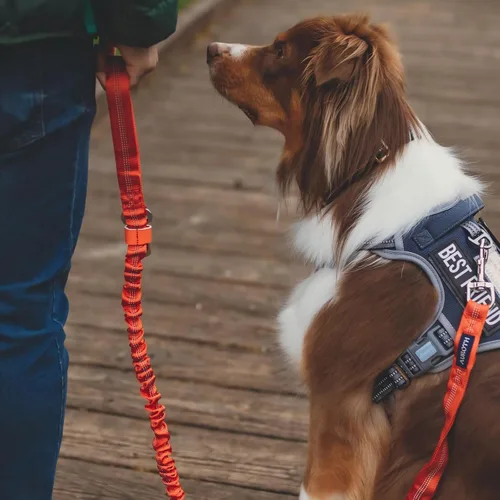 Miniatura 6 de Auroth - Arnés táctico para perros pequeños y medianos, sin tirones, arnés ajustable para mascotas, reflectante, K9, entrenamiento, trabajo, de Gris