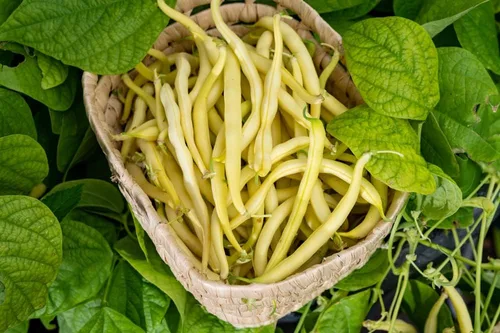 Miniatura 3 de Cherokee Wax Bush - Semillas de frijol (Phaseolus vulgaris), más de 50 semillas sin OMG y reliquias de Isla's Garden Seeds, vainas de color amarillo