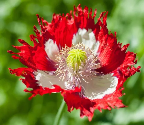 Paquete de semillas prémium de papaver de amapola somniferum con bandera danesa