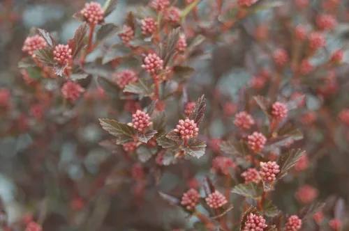 Miniatura 3 de Primeras ediciones - Physocarpus op. Little Devil (Ninebark) Arbusto, follaje burdeos, #3 - Contenedor