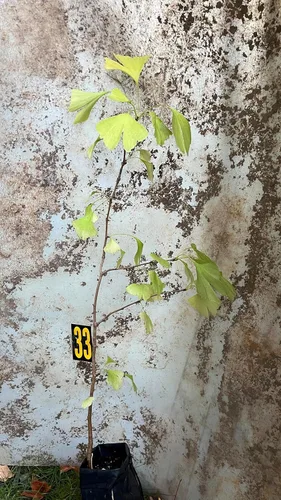 Ginkgo Biloba Planta exacta #33 Plántula sin sexo a raíz desnuda 3 años de edad