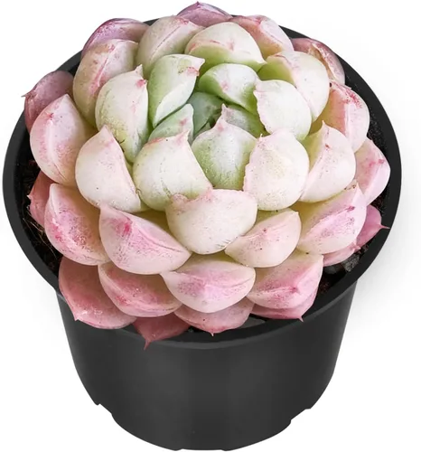 Miniatura 20 de Sprout N Green Echeveria 'Baekya', planta suculenta viva de 'White Night' totalmente enraizada en maceta de 2 pulgadas, decoración de boda