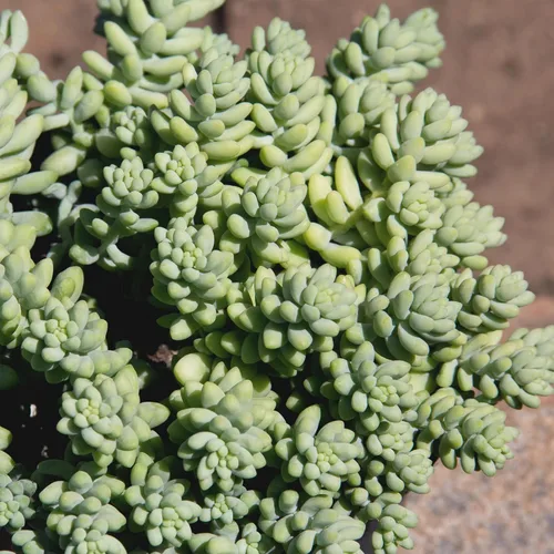 Miniatura 3 de Plants for Pets - Sedum Burrito de 6", plantas suculentas cola de burro, plantas suculentas Sedum vivas, plantas suculentas para el hogar, plantas