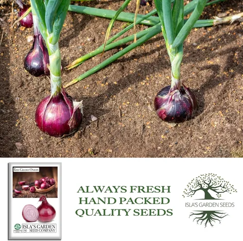 Miniatura 4 de Semillas de cebolla roja de Grano (Allium cepa) – Más de 300 semillas de reliquia sin OMG de Isla's Garden Seeds, bulbos rojos suaves y dulces