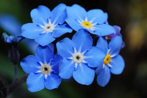 Miniatura 3 de Más de 5,000 semillas Blue Forget Me Not para plantar Semillas de flores silvestres fáciles de cultivar Fabricado en Estados Unidos, se envía