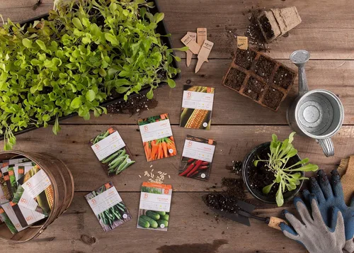 Miniatura 2 de Bentley - Paquete de 20 semillas de jardín para plantar, paquete variado de vegetales sin OMG para cultivo en interiores y exteriores