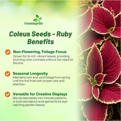 Miniatura 3 de Outsidepride 200 semillas anuales Coleus Fairway Ruby Follage Interior Casa Planta o Jardín Semillas de flores